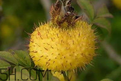 刺梨是什么味道？刺梨是什么水果