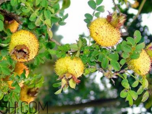 刺梨怎么泡酒？刺梨怎么泡水喝