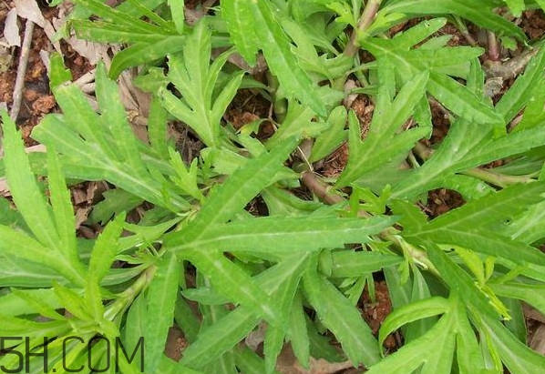 擇藜蒿手臟怎么洗？藜蒿和水芹菜的區(qū)別