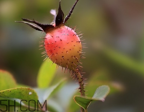 刺梨是金櫻子嗎？刺梨是中藥嗎