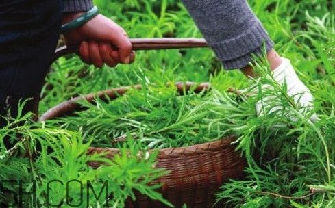 藜蒿多少錢一斤？藜蒿和蘆蒿是同一種菜嗎？