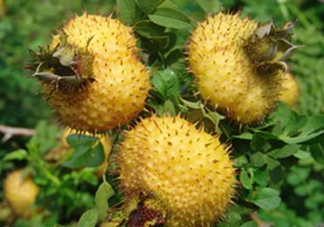 刺梨是金櫻子嗎？刺梨是中藥嗎