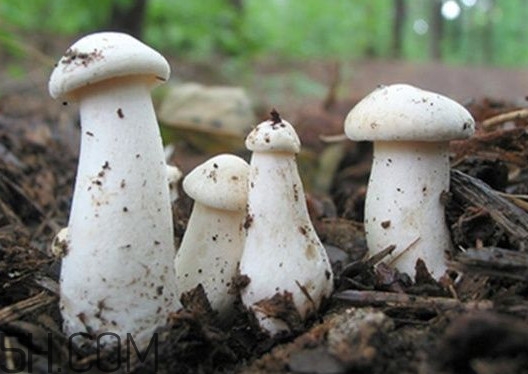 口蘑是香菇嗎？口蘑怎么種植