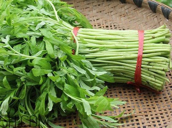 藜蒿什么季節(jié)有？藜蒿是發(fā)物嗎