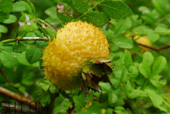 新鮮刺梨怎么保存？刺梨什么人不能吃