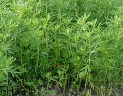 藜蒿是什么植物？藜蒿怎么種植