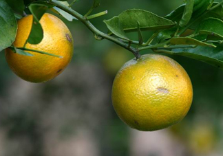 貢柑幾月成熟？貢柑種植到掛果要多少年