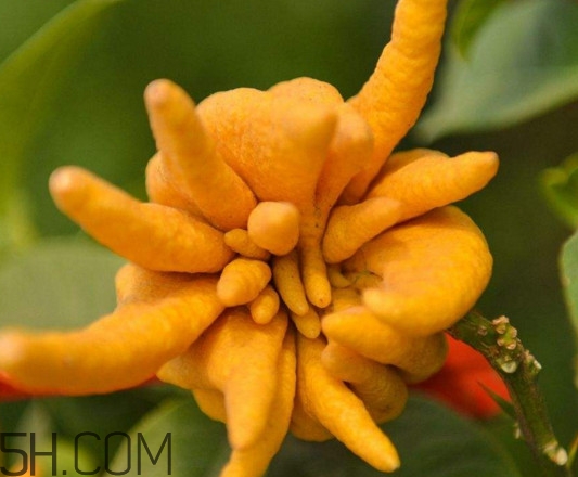 佛手柑孕婦可以吃嗎？佛手柑的功效與作用