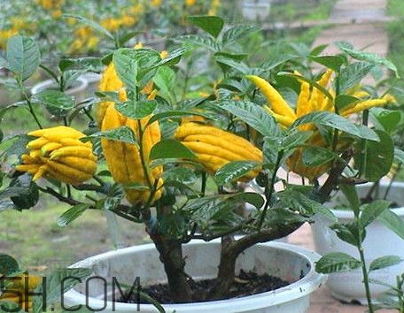 佛手柑怎么種植？佛手柑和香橙味道一樣嗎