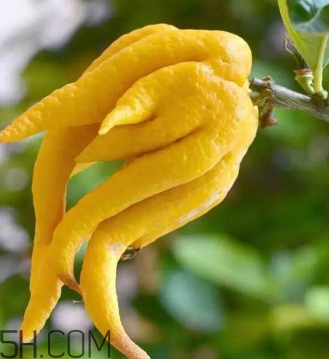 佛手是什么水果？佛手柑怎么保存