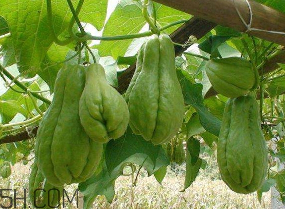 佛手柑是佛手瓜嗎？佛手柑和佛手瓜的區(qū)別