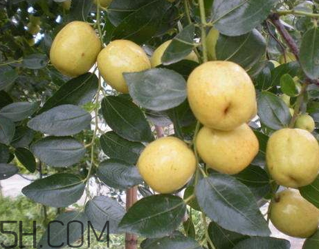 梨棗什么季節(jié)成熟 梨棗產(chǎn)地 梨棗什么季節(jié)成熟 梨棗產(chǎn)地