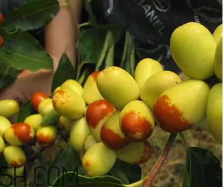 梨棗什么季節(jié)成熟 梨棗產(chǎn)地 梨棗什么季節(jié)成熟 梨棗產(chǎn)地