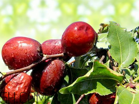 新疆紅棗什么時候成熟 新疆紅棗多少錢一斤 新疆紅棗什么時候成熟 新疆紅棗多少錢一斤