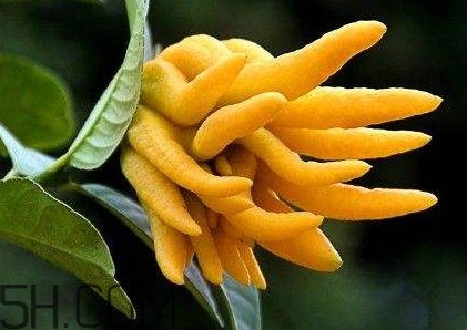 佛手柑怎么種植？佛手柑和香橙味道一樣嗎