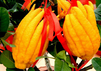 佛手柑孕婦可以吃嗎？佛手柑的功效與作用