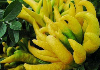 佛手柑是佛手瓜嗎？佛手柑和佛手瓜的區(qū)別