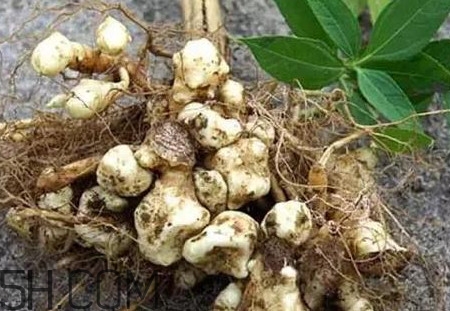 菊芋怎么做好吃？菊芋怎么腌制