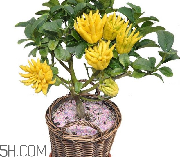 佛手是什么水果？佛手柑怎么保存