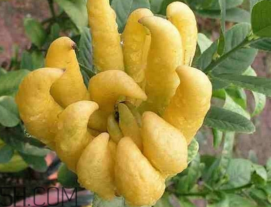 佛手柑孕婦可以吃嗎？佛手柑的功效與作用