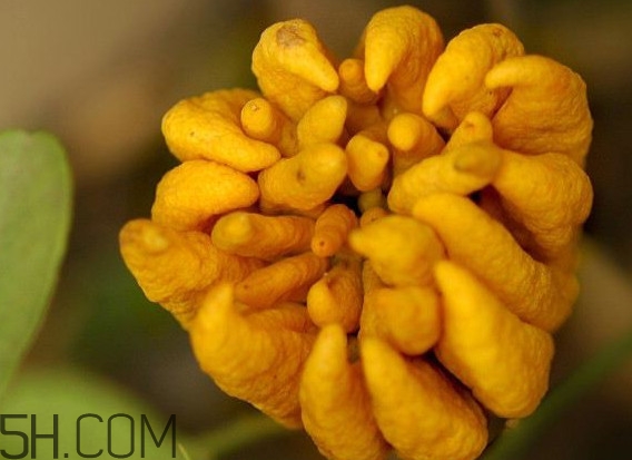 佛手柑怎么腌制？佛手柑可以生吃嗎