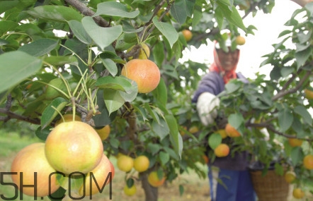 南果梨是發(fā)物嗎？南果梨是酸性還是堿性