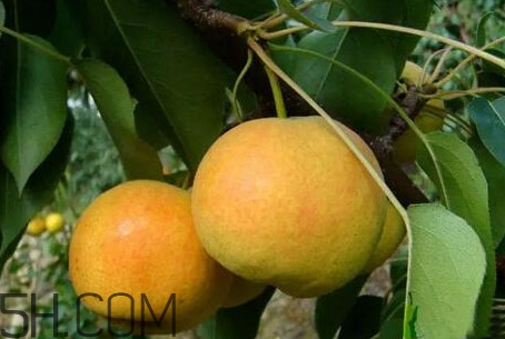 南果梨怎么變軟？南果梨怎么捂熟