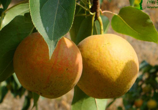 南果梨怎么變軟？南果梨怎么捂熟