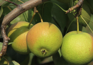 南果梨是哪里的特產(chǎn)？南果梨是嫁接的嗎