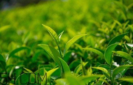 臉部精油按摩的好處 面部精油按摩手法圖解 臉部精油按摩的好處 面部精油按摩手法圖解