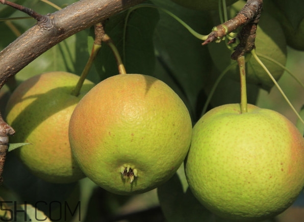 香水梨和南國梨有什么區(qū)別？南果梨怎么保存