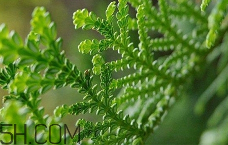 臉部精油按摩的好處 面部精油按摩手法圖解 臉部精油按摩的好處 面部精油按摩手法圖解