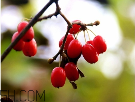 山茱萸可以泡酒嗎 山茱萸怎么泡酒 山茱萸可以泡酒嗎 山茱萸怎么泡酒