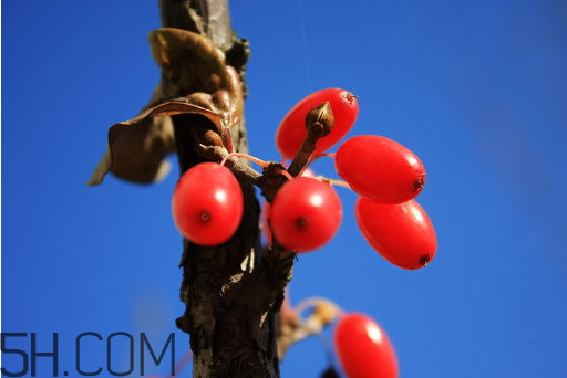 山茱萸什么時候成熟？山茱萸什么時候結(jié)果？