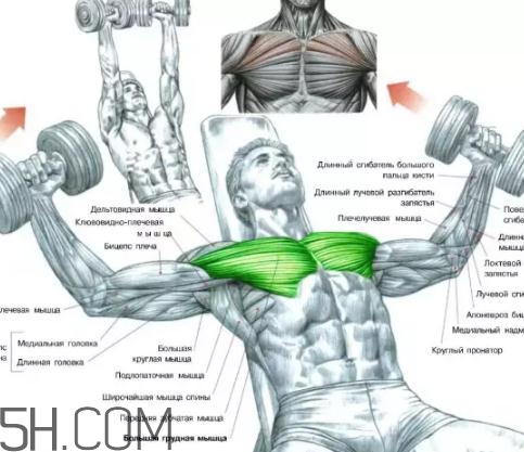 飛鳥(niǎo)能練胸肌嗎？臥推和飛鳥(niǎo)哪個(gè)更練胸？