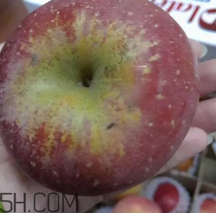 丑蘋(píng)果和普通蘋(píng)果的區(qū)別 丑蘋(píng)果和普通蘋(píng)果的區(qū)別