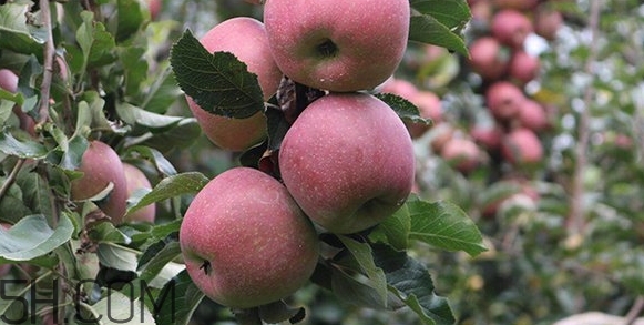 丑蘋(píng)果和普通蘋(píng)果的區(qū)別 丑蘋(píng)果和普通蘋(píng)果的區(qū)別