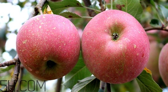 丑蘋(píng)果和普通蘋(píng)果的區(qū)別 丑蘋(píng)果和普通蘋(píng)果的區(qū)別