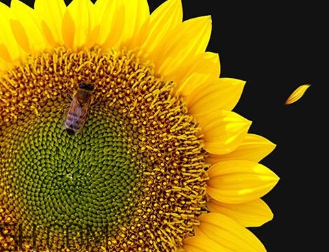 一朵向日葵能結多少葵花籽？葵花籽為什么也會致癌