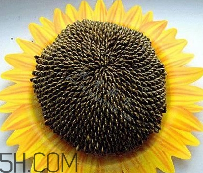 一朵向日葵能結多少葵花籽？葵花籽為什么也會致癌