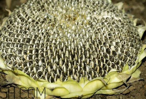 葵花籽怎么弄下來(lái)？葵花籽怎么脫粒