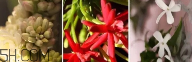 gucci bloom香水好聞嗎？gucci bloom香水香評