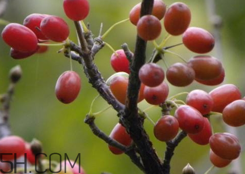 山茱萸是山萸肉嗎？山茱萸是吳茱萸嗎？