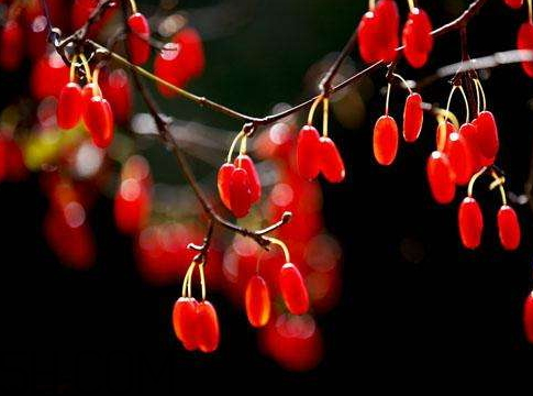 山茱萸是山萸肉嗎？山茱萸是吳茱萸嗎？