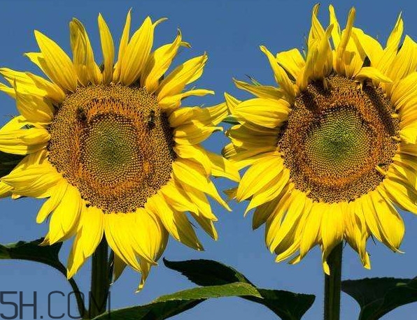 向日葵向什么方向？向日葵的花語(yǔ)是什么