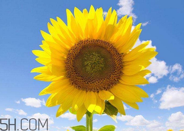 向日葵為什么叫向日葵？向日葵是哪個(gè)國家的國花