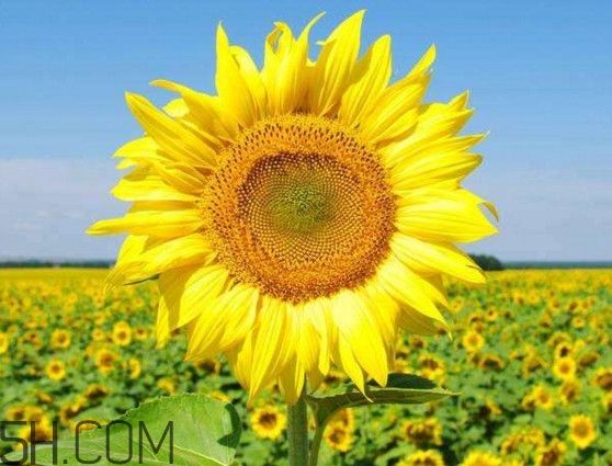 向日葵什么時(shí)候開(kāi)花？向日葵什么時(shí)候成熟