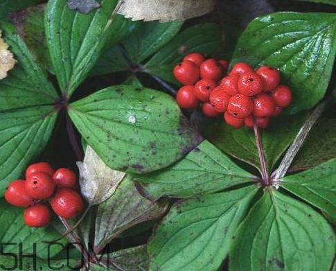 山茱萸可以泡水喝嗎 山茱萸怎么去核 山茱萸可以泡水喝嗎 山茱萸怎么去核