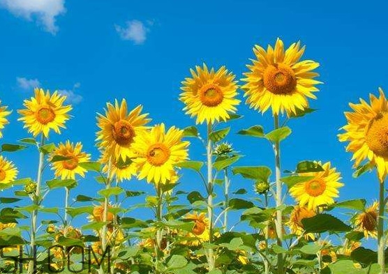 向日葵向什么方向？向日葵的花語(yǔ)是什么