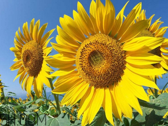 向日葵什么時(shí)候開(kāi)花？向日葵什么時(shí)候成熟